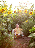 Sunflowers- Danna